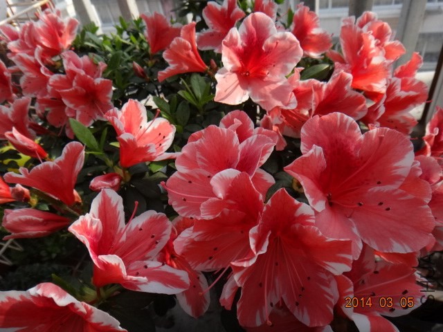 DSC07087.JPG