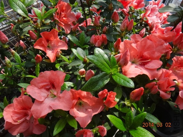 DSC06827.JPG