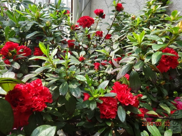 DSC06850.JPG