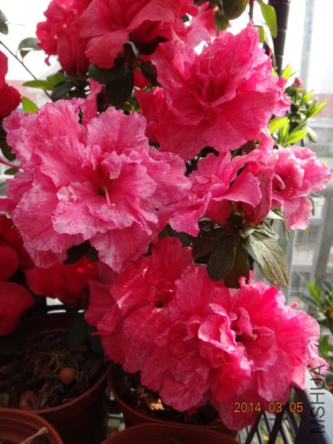 DSC07025.JPG
