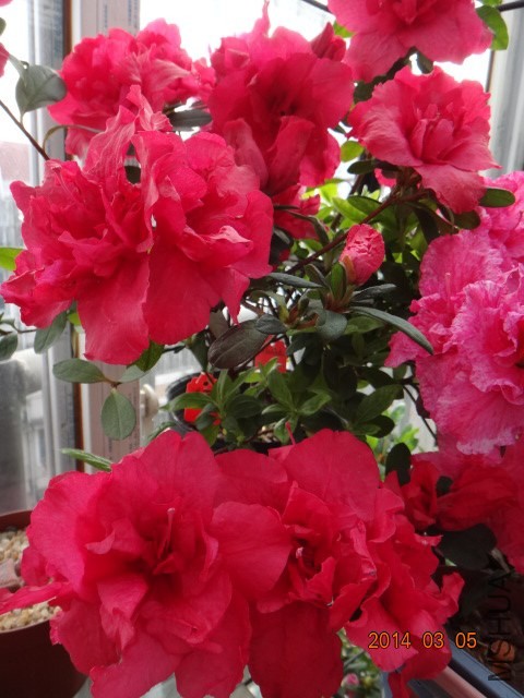 DSC07029.JPG