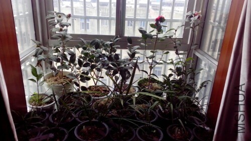 IMG20140308080955.jpg