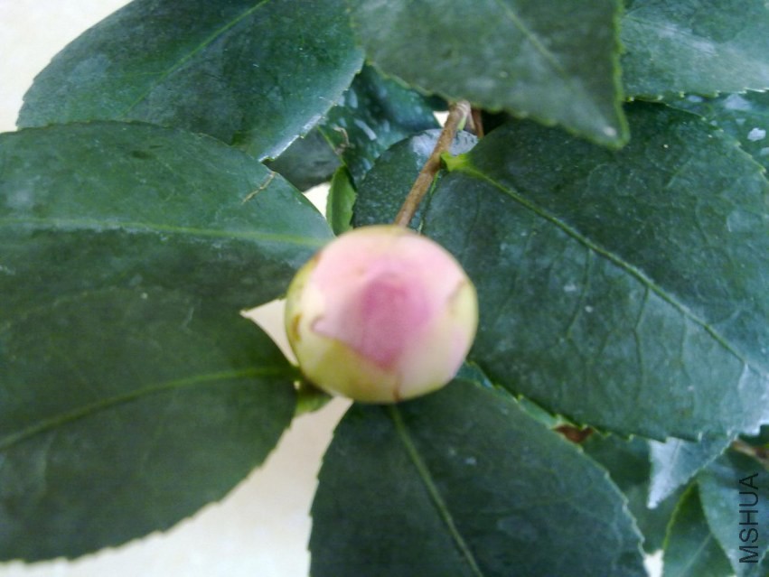 20140301421.jpg