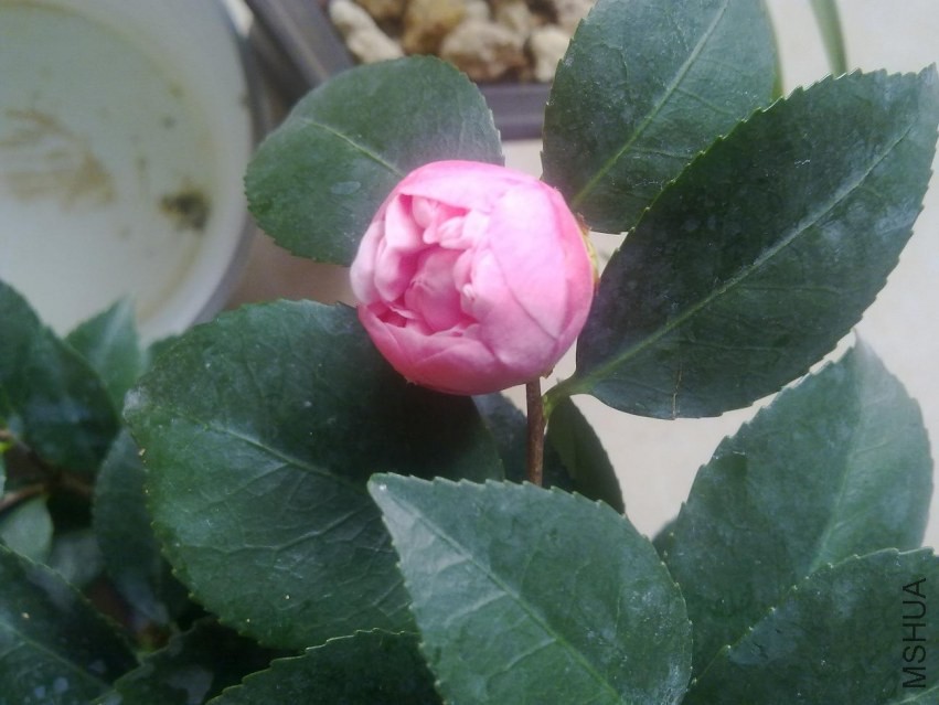 20140305426.jpg