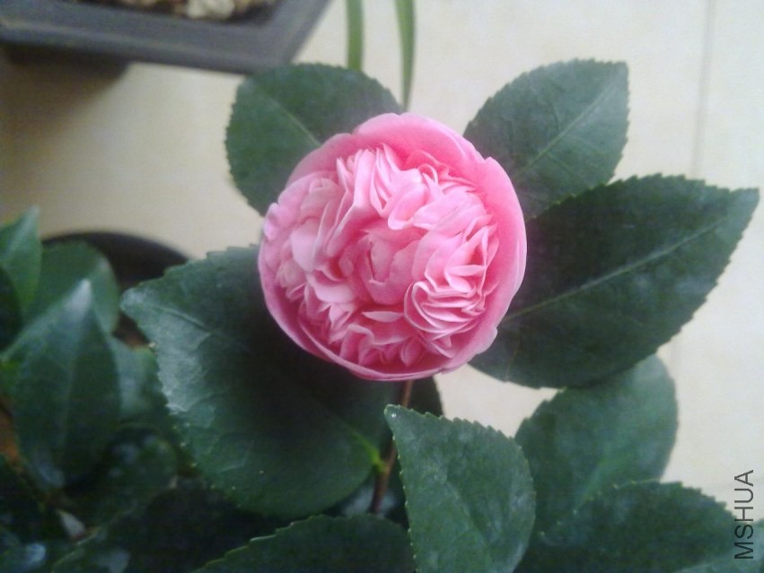 20140306428.jpg