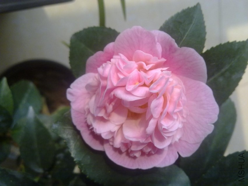 20140306429.jpg