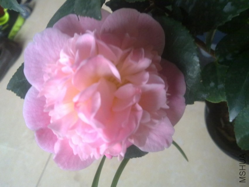 20140307431.jpg