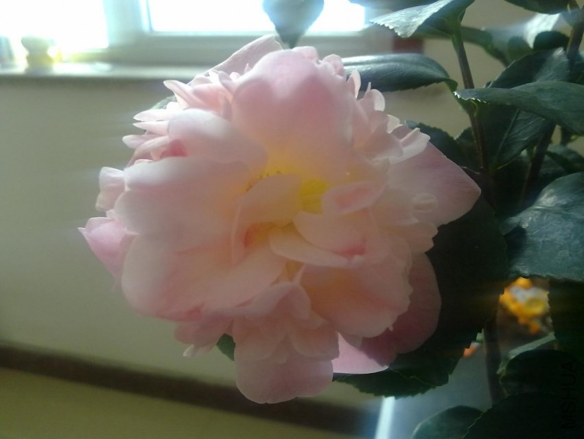 20140308440.jpg