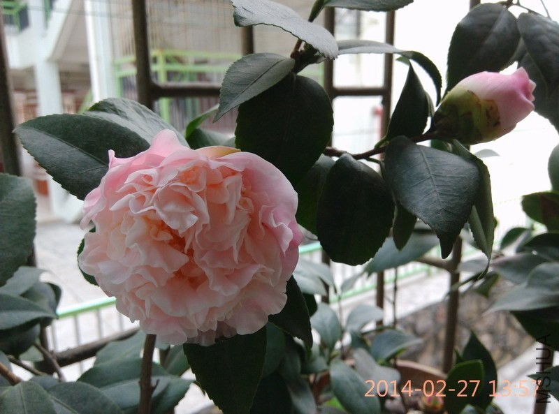 IMG_20140227_135718.JPG