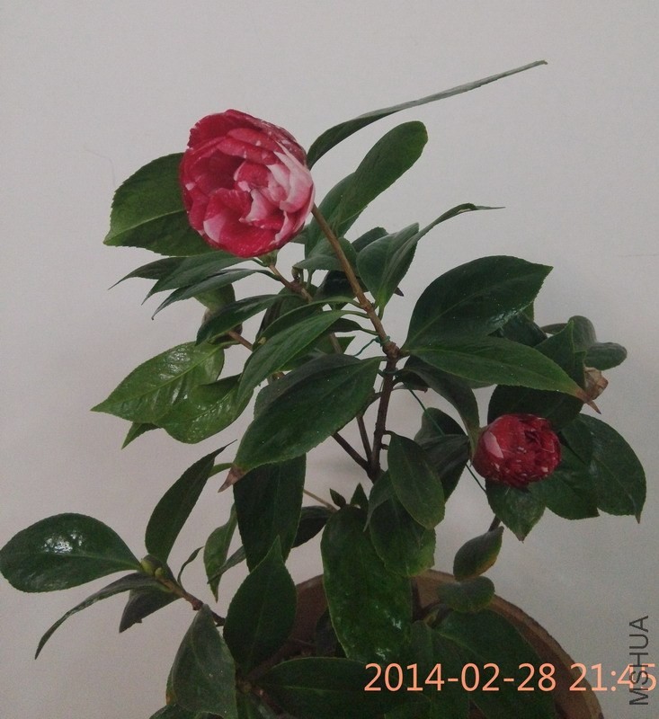 IMG_20140228_214536.JPG
