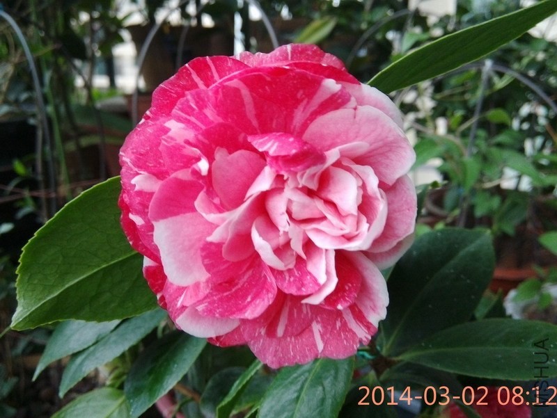IMG_20140302_081226.JPG