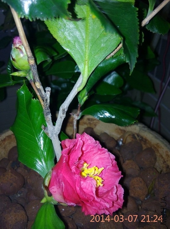IMG_20140307_212439.JPG