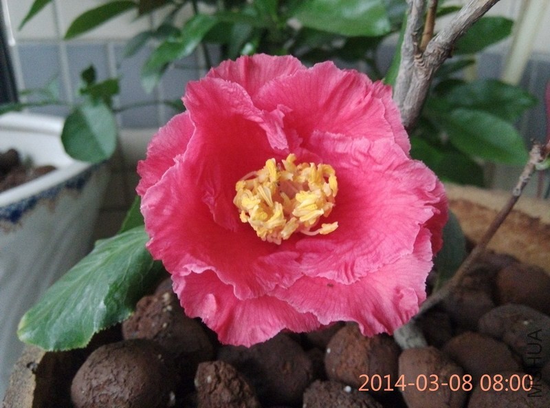 IMG_20140308_080040.JPG