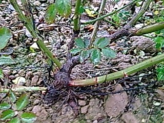 ͼ��3153.jpg