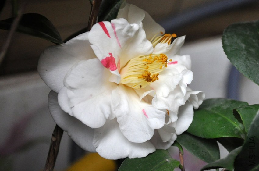DSC_0986.JPG