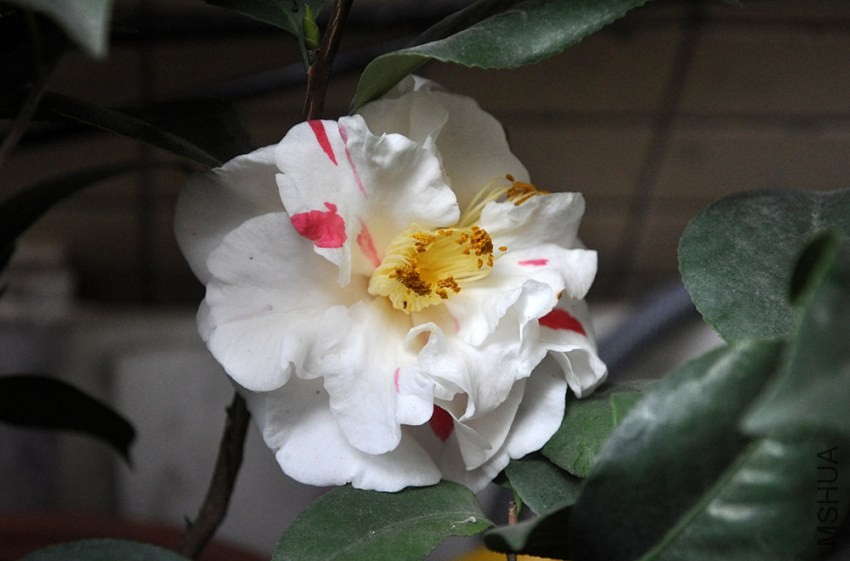 DSC_0989.JPG