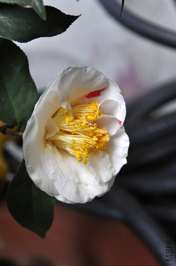 DSC_0993.JPG