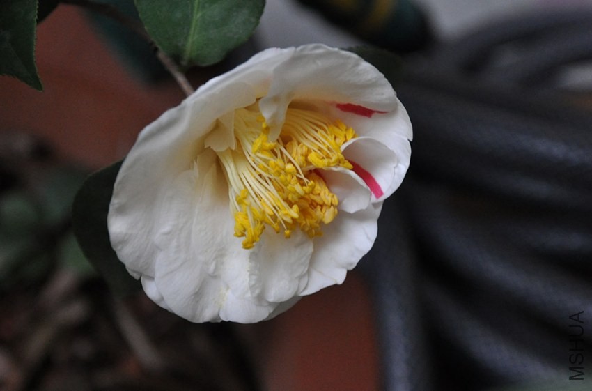 DSC_0992.JPG