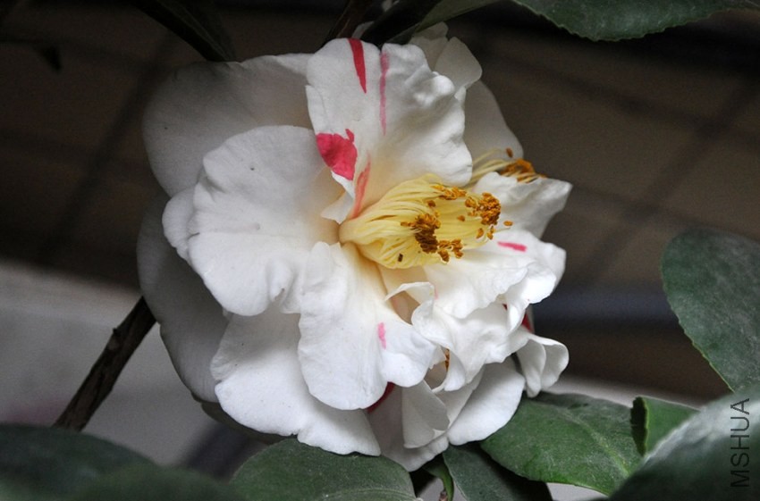 DSC_0995.JPG