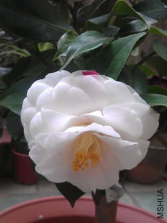 IMAG0414.jpg