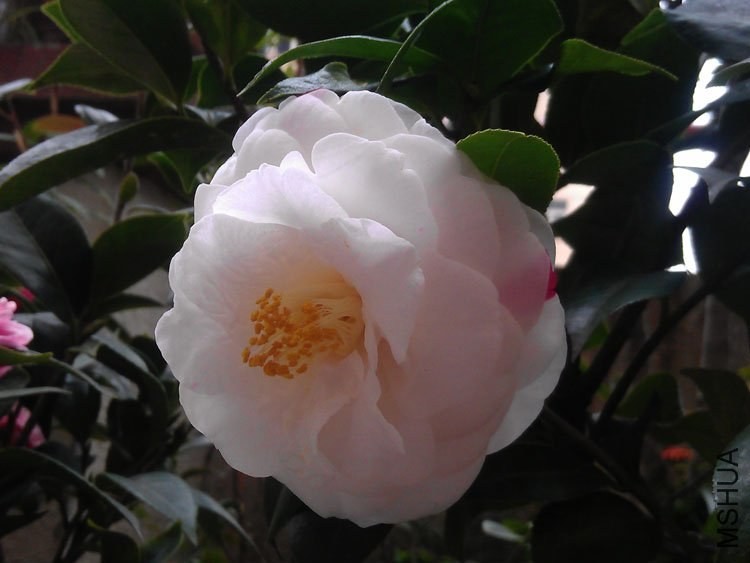 IMAG0412.jpg