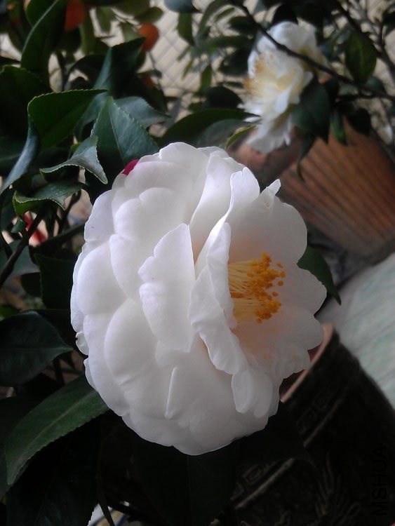 IMAG0415.jpg