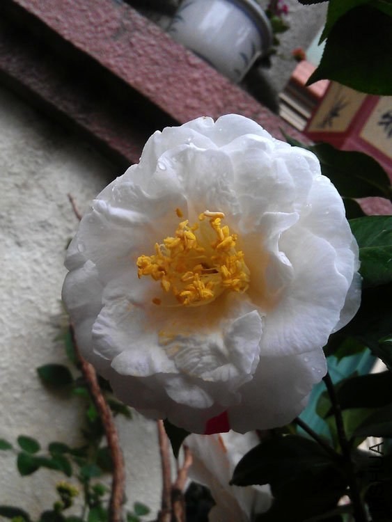 IMAG0547.jpg