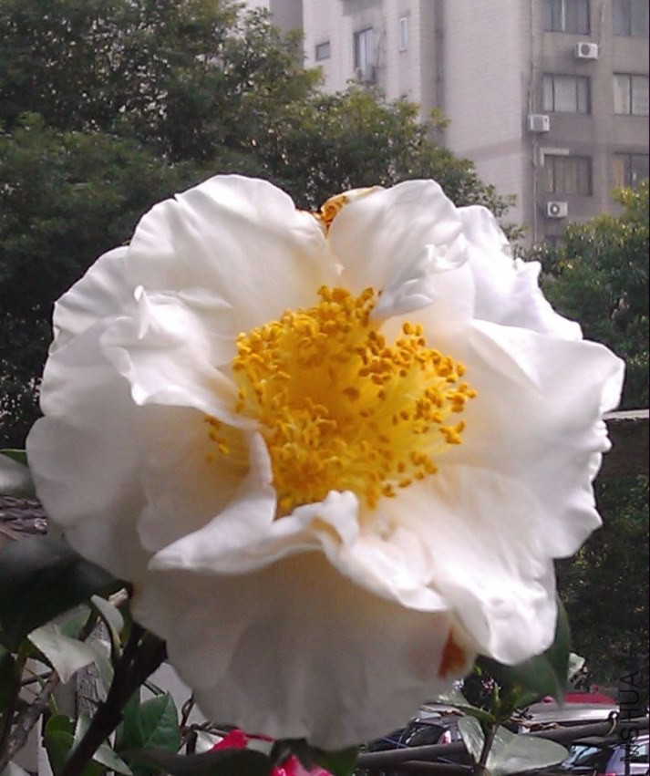 IMAG0768.jpg