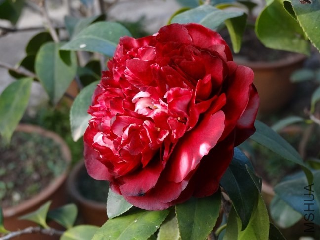 DSC00912.JPG