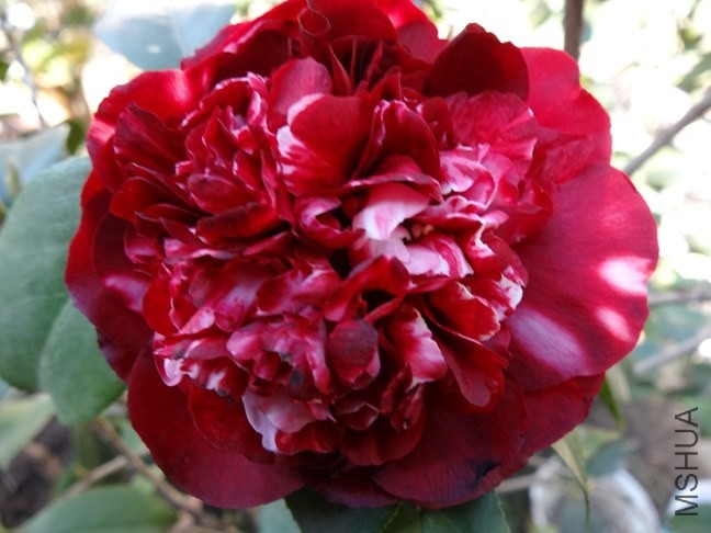DSC00883.JPG