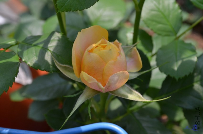 DSC_0725.jpg