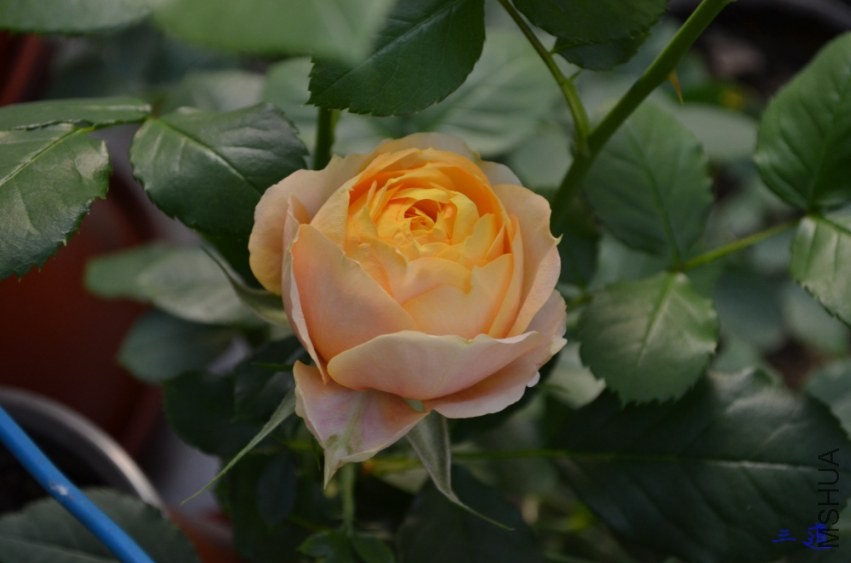 DSC_0751.jpg
