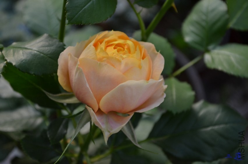 DSC_0755.jpg