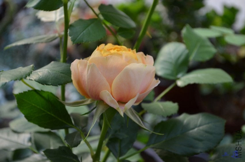 DSC_0757.jpg