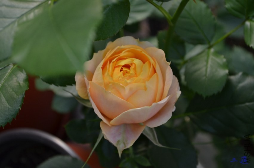 DSC_0760.jpg