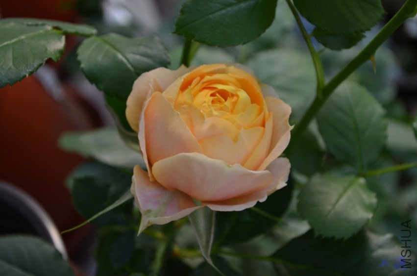 DSC_0762.jpg