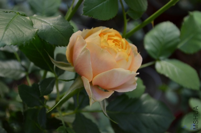 DSC_0765.jpg