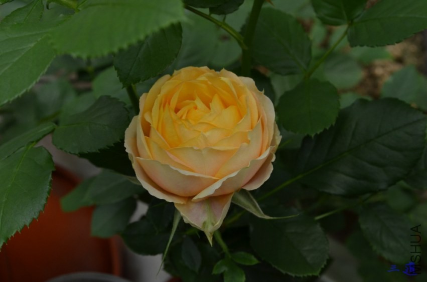 DSC_0824.jpg