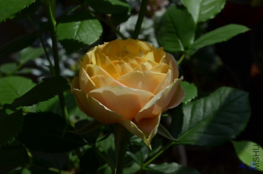 DSC_0851.jpg