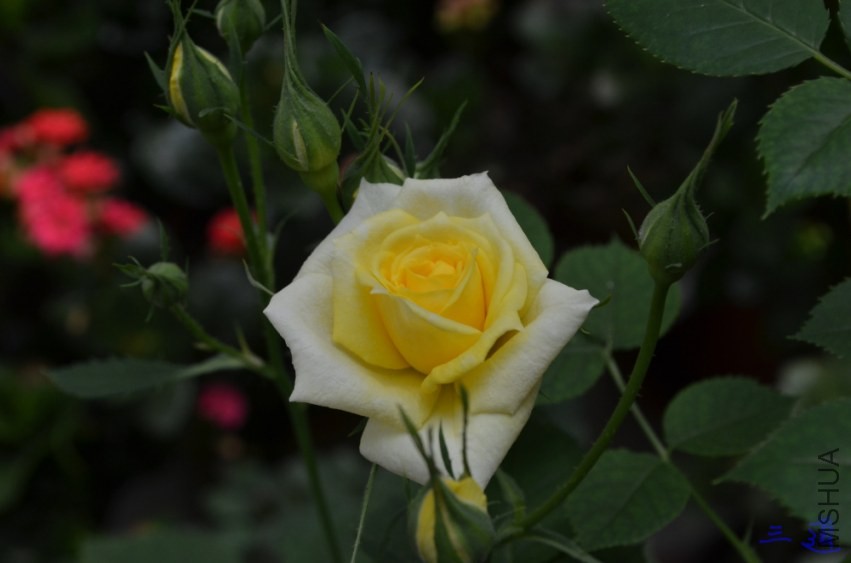 DSC_0529.jpg