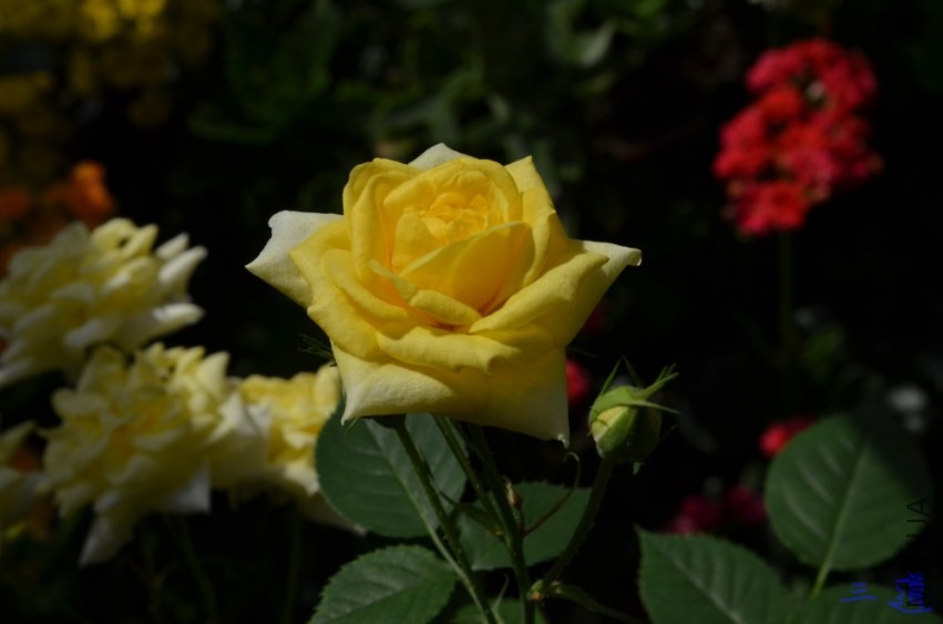 DSC_0839.jpg