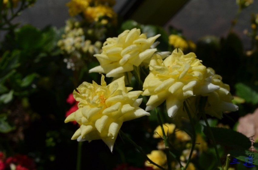 DSC_0841.jpg