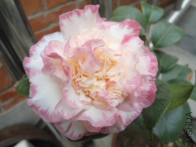 DSC00800.JPG