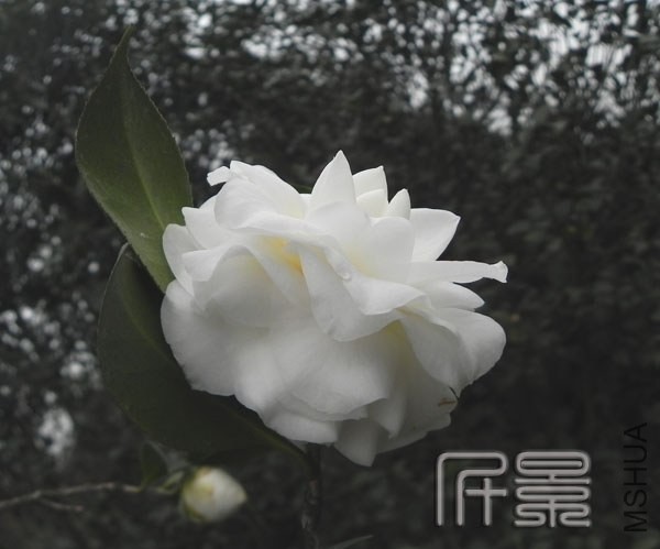 DSCN2003.jpg