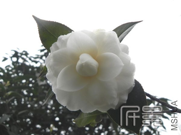 DSCN1999.jpg