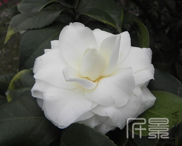 DSCN1993.jpg