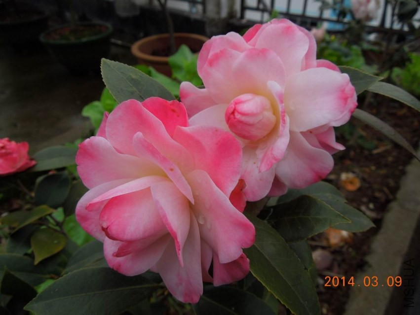������С DSCN1082.jpg