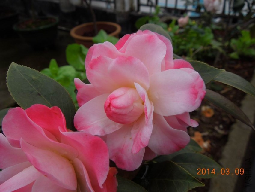 ������С DSCN1084.jpg
