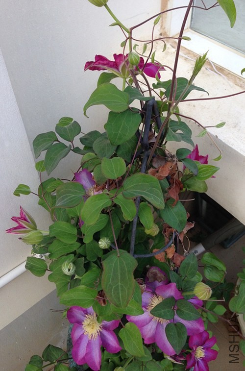 ��Ƭ 004_����.jpg