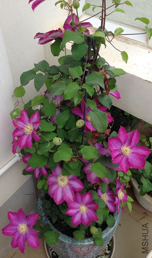��Ƭ 019_����.jpg